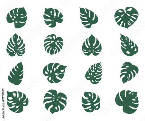 Monstera. Zestaw 16 egzotycznych liści. Wektorowe elementy.