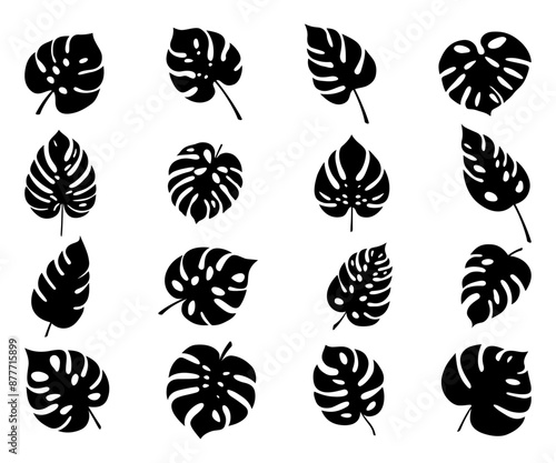 Monstera. Zestaw 16 egzotycznych liści. Wektorowe elementy.
