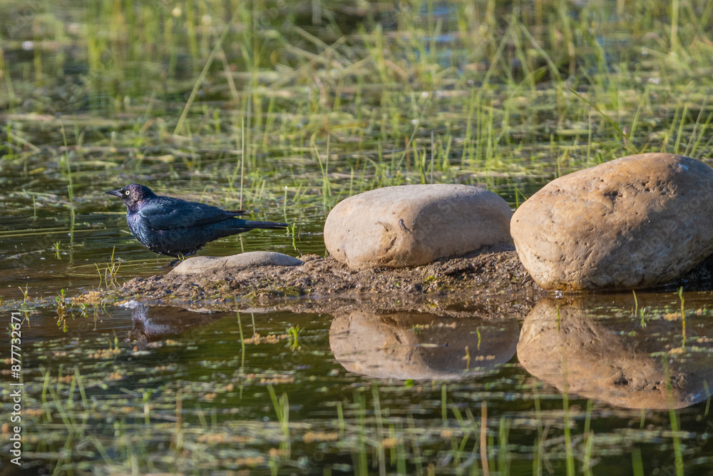 Brewer's Blackbird reflected in a Pond with rocks Brewer's Blackbird reflected in a Pond with rocks