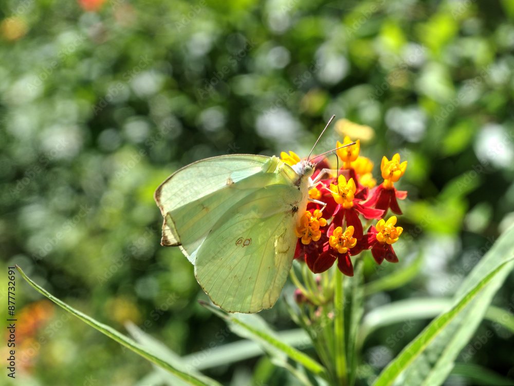 Mottled Emigrant Butterfly with a Broken Wing On a Flower Mottled Emigrant Butterfly with a Broken Wing On a Flower