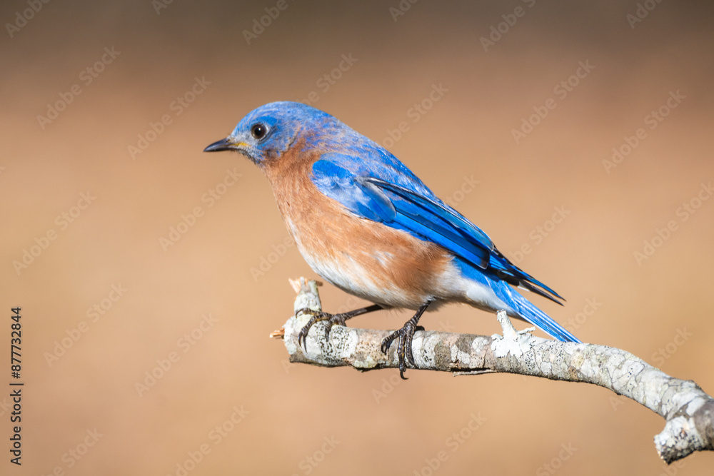 Naklejka premium Eastern Bluebird 1