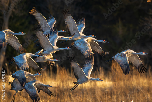 Fotografi Sand Hill Cranes 17