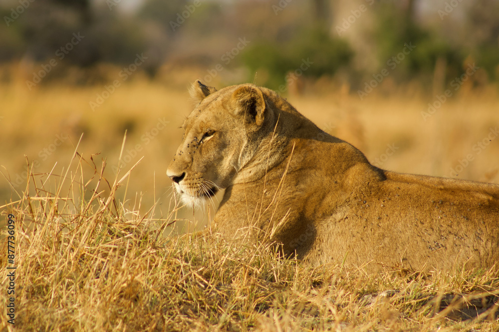 Naklejka premium Lioness