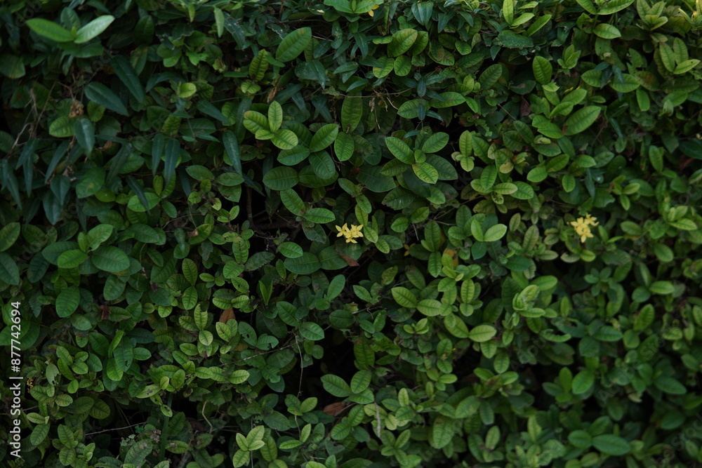 green leaves background green leaves background
