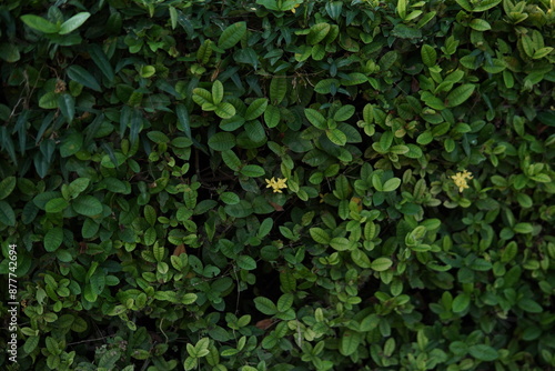 Wallpaper Mural green leaves background Torontodigital.ca