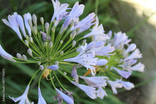 Purple flowers