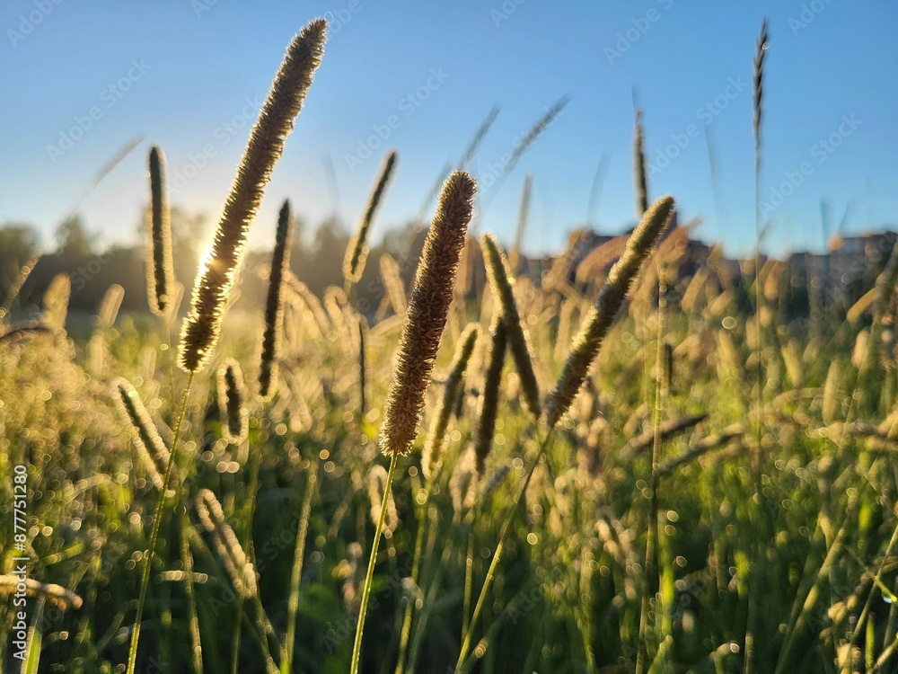 Fototapeta premium plant at morning