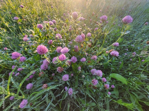 plant at morning photo