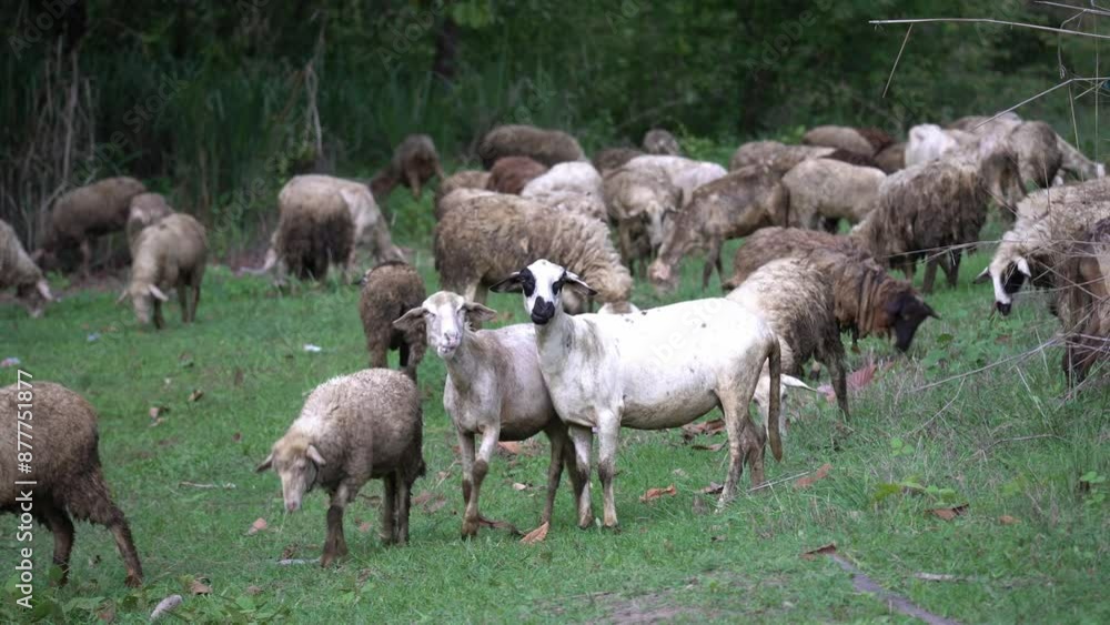 A flock of sheep grazing on the green fields in farm. A flock of sheep grazing on the green fields in farm.