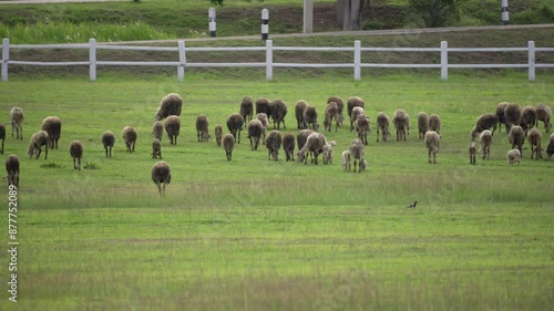 A flock of sheep grazing  on the green fields in farm. photo