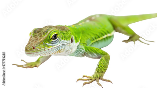 Green Anole on transparent background