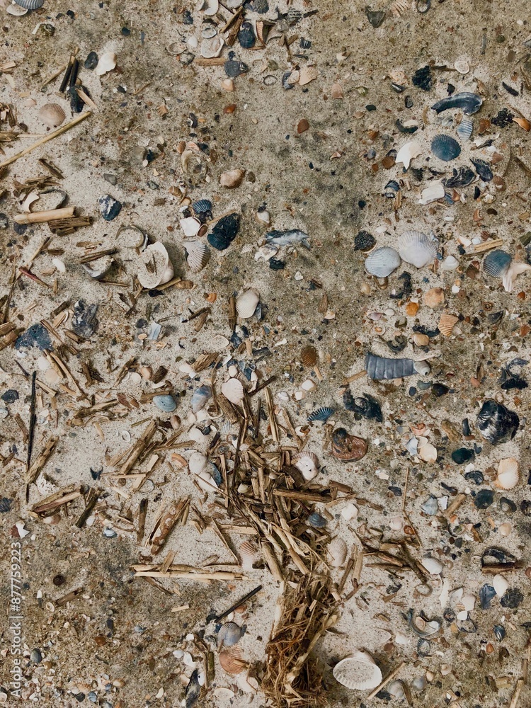 shells on beach shells on beach