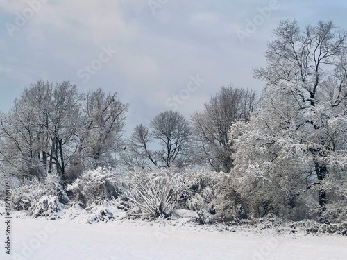 Wallpaper Mural icy snow foliage in winter Torontodigital.ca