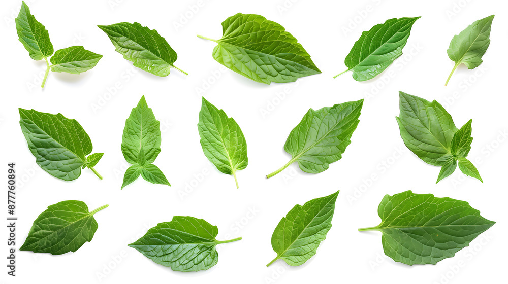 Leaves tomato collection. Fresh organic tomato leaf isolated on white background. Tomato leaves set Leaves tomato collection. Fresh organic tomato leaf isolated on white background. Tomato leaves set