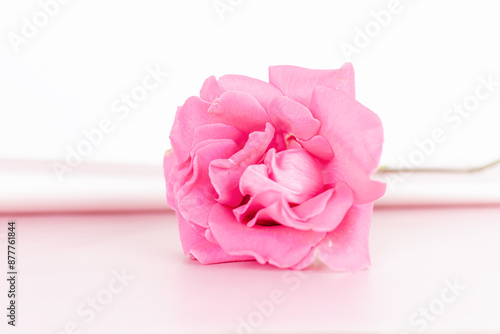 pink rose on a white background