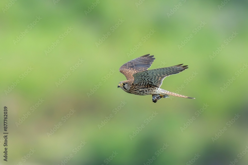 Fototapeta premium グリーンバックに獲物をつかんで飛ぶ繁殖期のチョウゲンボウ メス