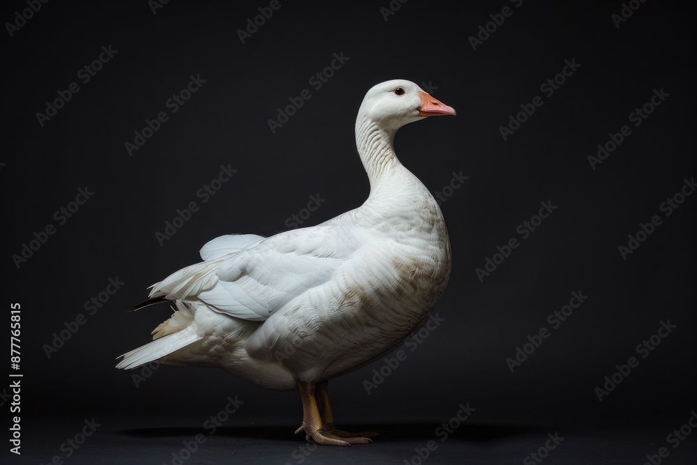 the beside view Andean Goose, left side view, white copy space on right, isolated on black background the beside view Andean Goose, left side view, white copy space on right, isolated on black background