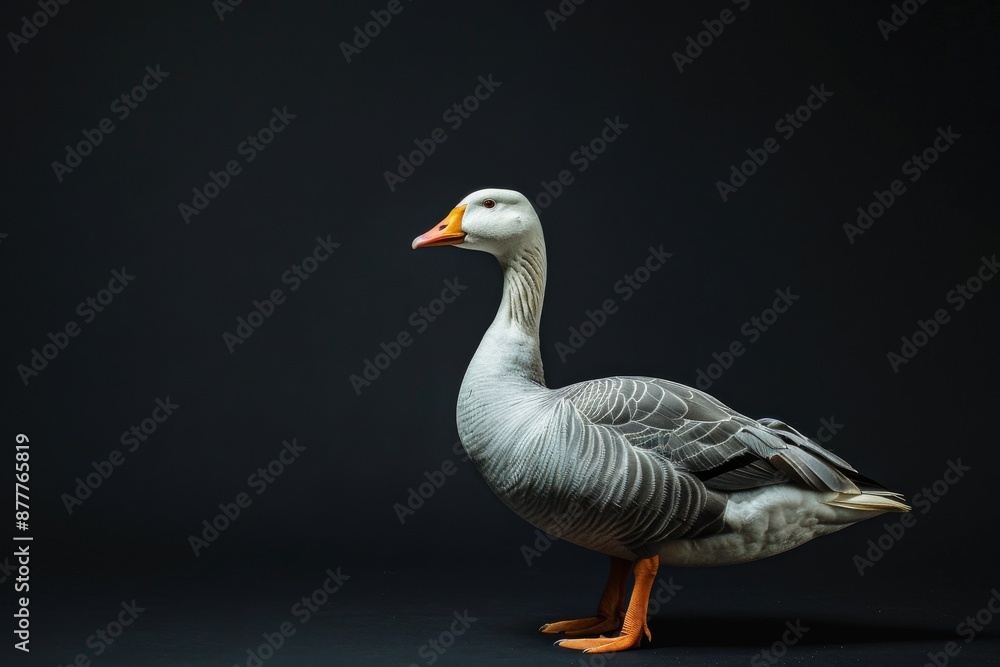 the beside view Bar-headed Goose, left side view, white copy space on right, isolated on black background the beside view Bar-headed Goose, left side view, white copy space on right, isolated on black background