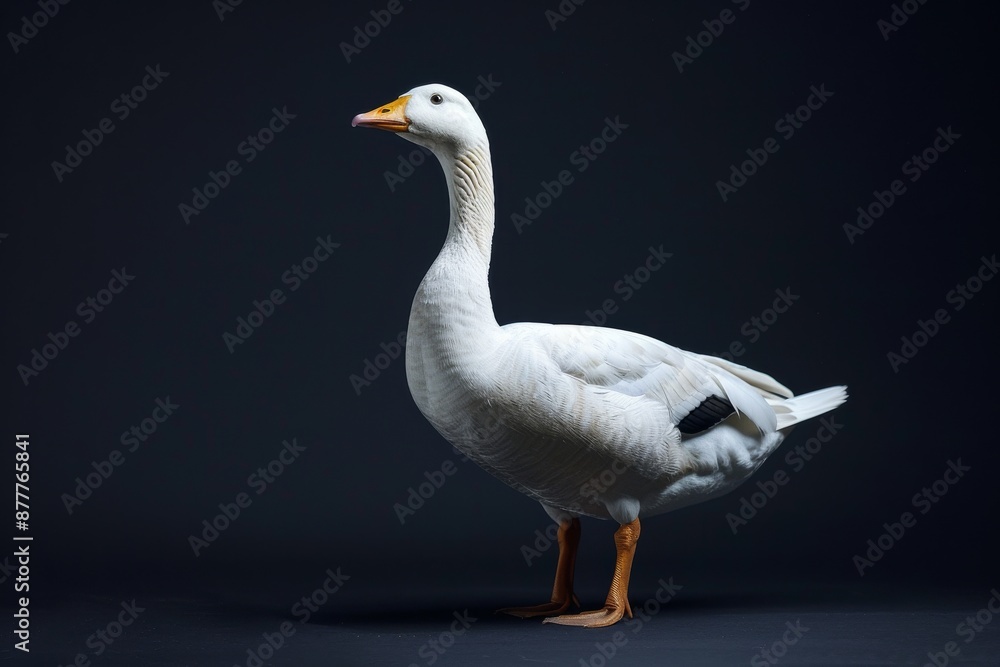 the beside view Bar-headed Goose, left side view, white copy space on right, isolated on black background the beside view Bar-headed Goose, left side view, white copy space on right, isolated on black background