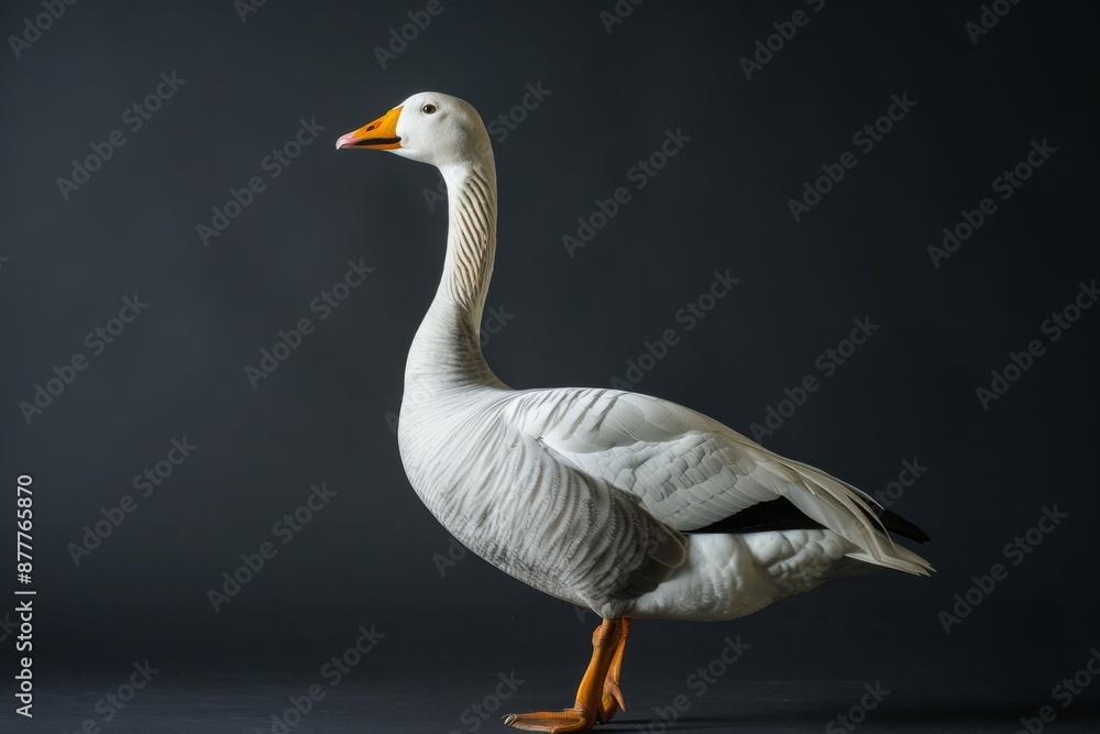 the beside view Bar-headed Goose, left side view, isolated on black background the beside view Bar-headed Goose, left side view, isolated on black background
