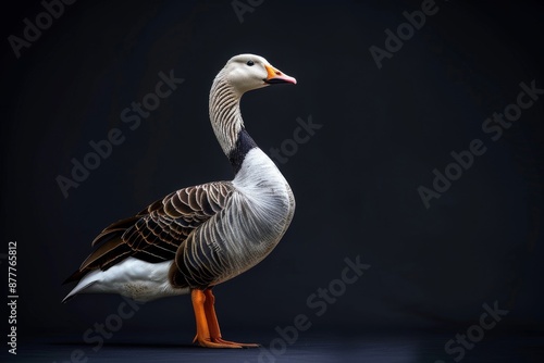 the beside view Bar-headed Goose, left side view, white copy space on right, isolated on black background