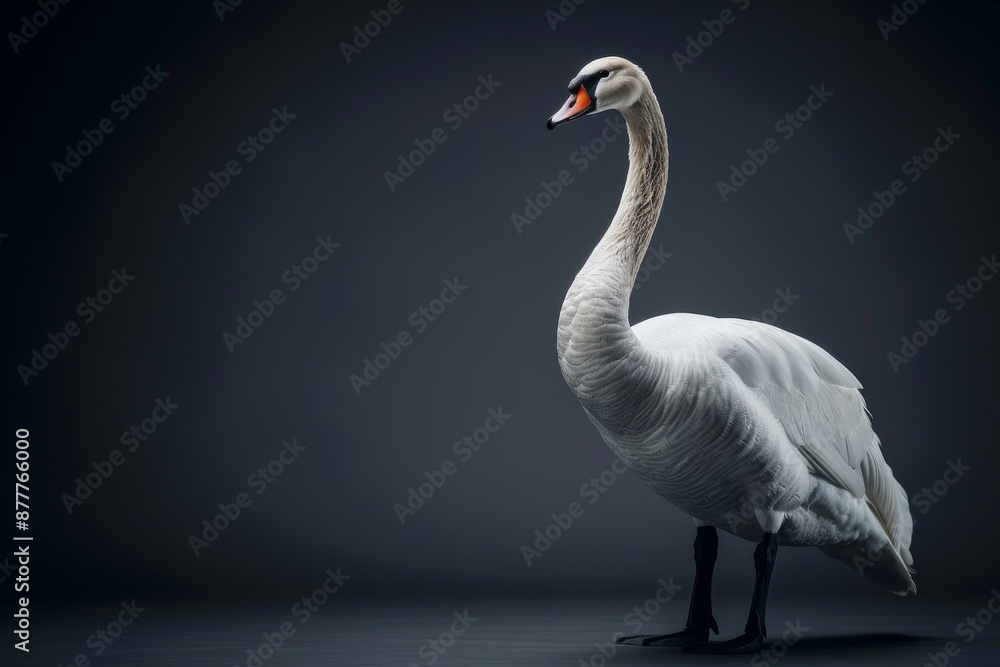 Fototapeta premium the beside view Black-necked Swan, left side view, white copy space on right, isolated on black background