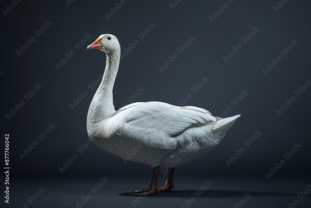 Fototapeta premium the beside view Blue Goose, left side view, white copy space on right, isolated on black background