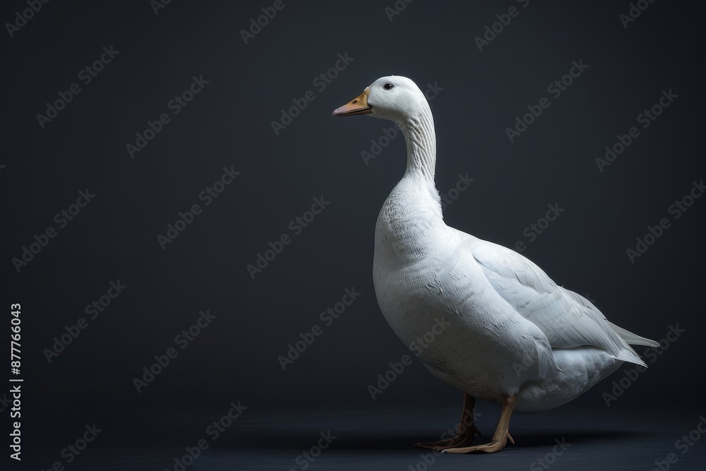 the beside view Blue Goose, left side view, white copy space on right, isolated on black background the beside view Blue Goose, left side view, white copy space on right, isolated on black background