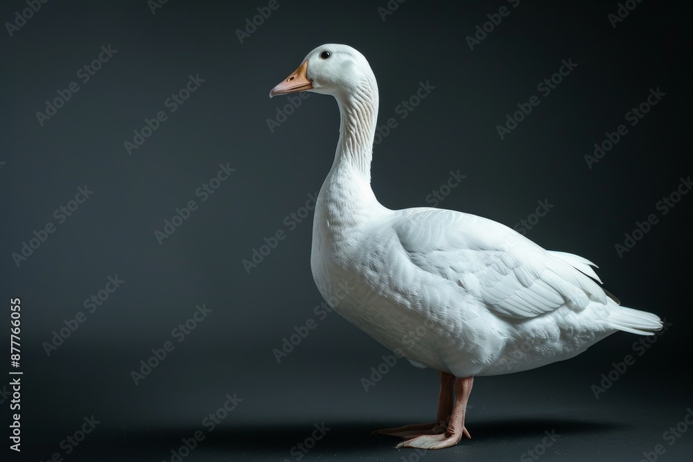 the beside view Blue Goose, left side view, white copy space on right, isolated on black background the beside view Blue Goose, left side view, white copy space on right, isolated on black background