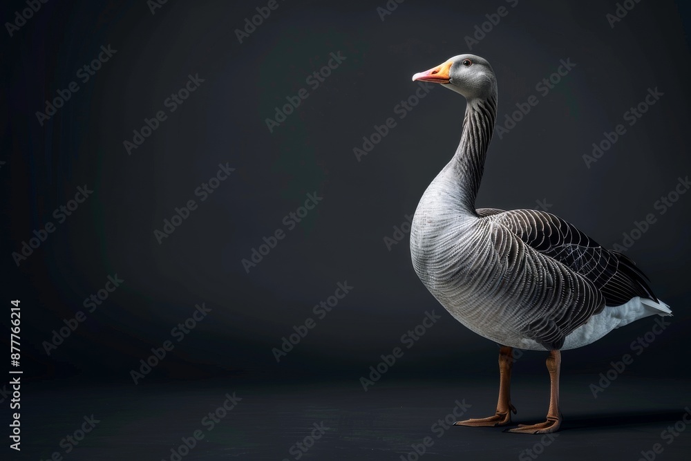 Obraz premium the beside view Greylag Goose, left side view, white copy space on right, isolated on black background