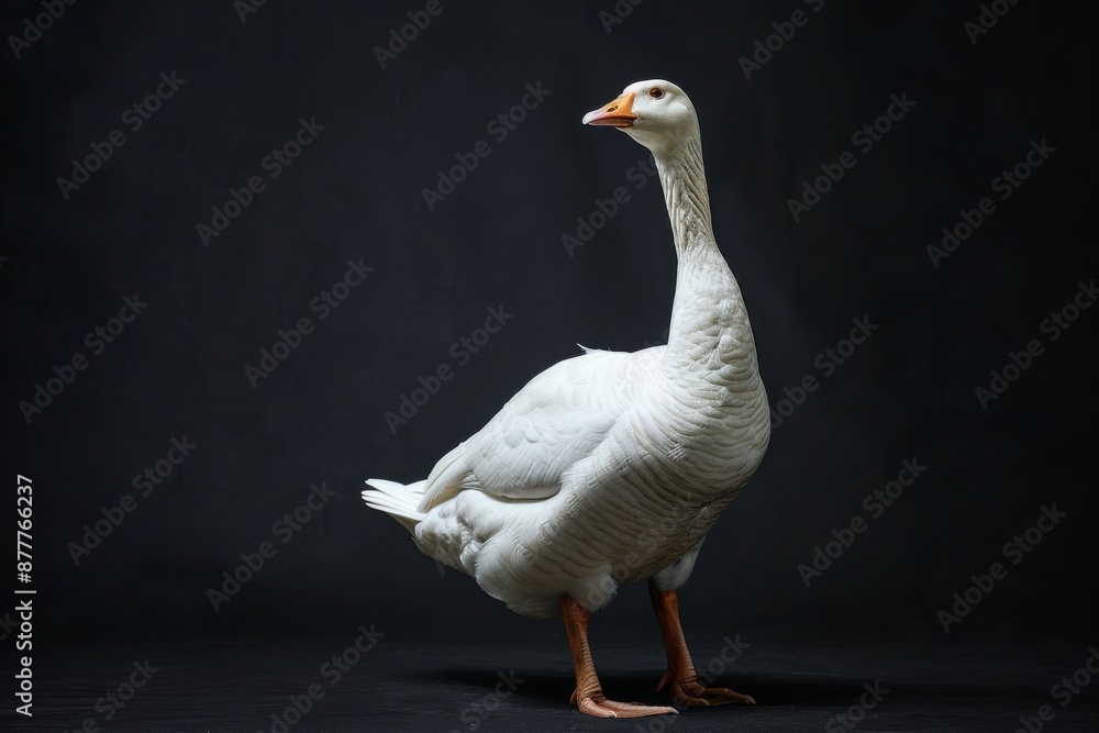 Obraz premium the beside view Hawaiian Goose, left side view, white copy space on right, isolated on black background
