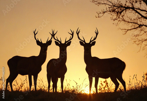 Silhouette of a herd of deer on the savanna at sunset