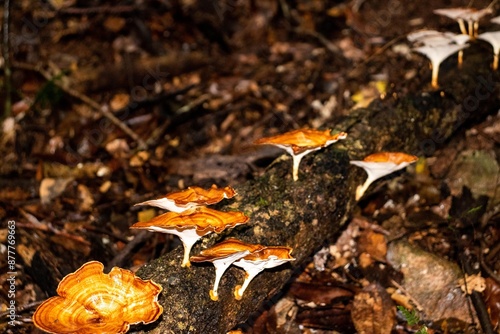 Orange mushrooms