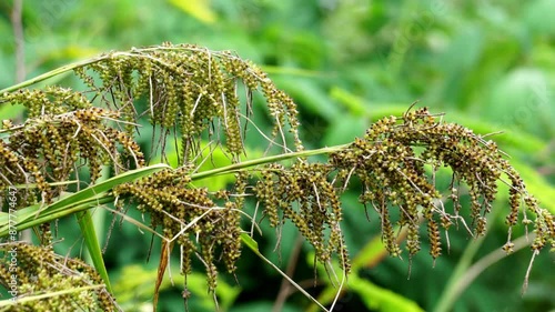 Carex baccans (crimson-seeded sedge). This plant is a species of flowering plant in the family Cyperaceae, with a widespread distribution in subtropical and tropical Asia photo