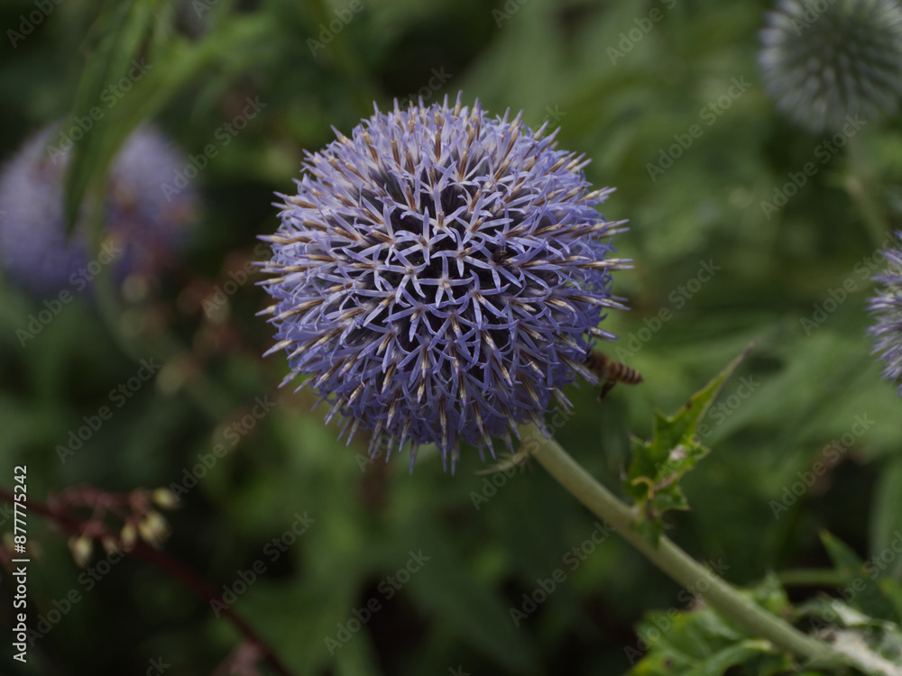 ルリタマアザミ　エキノプス　瑠璃玉薊　Echinops ritro