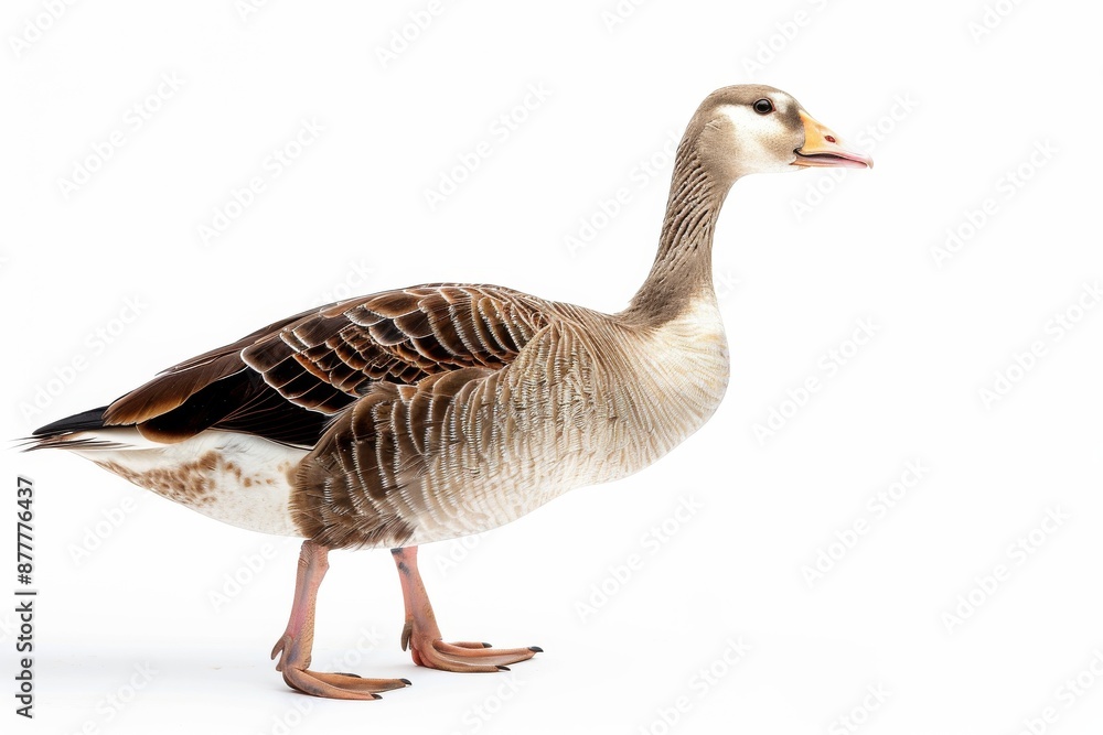 the beside view of a Andean Goose, left side view, white copy space on right, dutch angle view, isolated on white background the beside view of a Andean Goose, left side view, white copy space on right, dutch angle view, isolated on white background