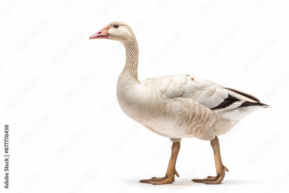 the beside view of a Andean Goose, left side view, white copy space on right, dutch angle view, isolated on white background the beside view of a Andean Goose, left side view, white copy space on right, dutch angle view, isolated on white background