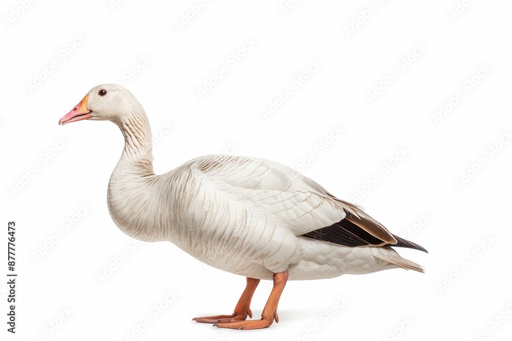 the beside view of a Andean Goose, left side view, white copy space on right, dutch angle view, isolated on white background the beside view of a Andean Goose, left side view, white copy space on right, dutch angle view, isolated on white background