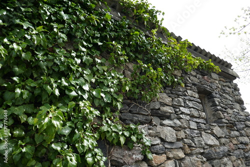 Ivy vines growing on old stone building photo