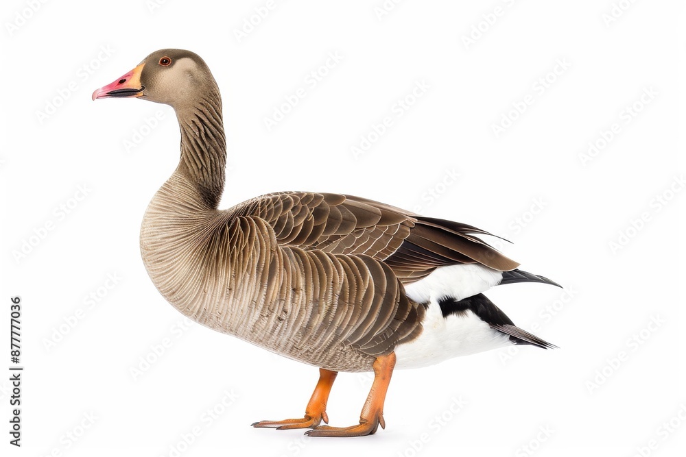 the beside view of a Greylag Goose, left side view, white copy space on right, dutch angle view, isolated on white background the beside view of a Greylag Goose, left side view, white copy space on right, dutch angle view, isolated on white background