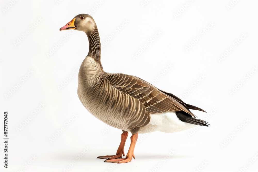the beside view of a Hawaiian Goose, left side view, white copy space on right, dutch angle view, isolated on white background the beside view of a Hawaiian Goose, left side view, white copy space on right, dutch angle view, isolated on white background