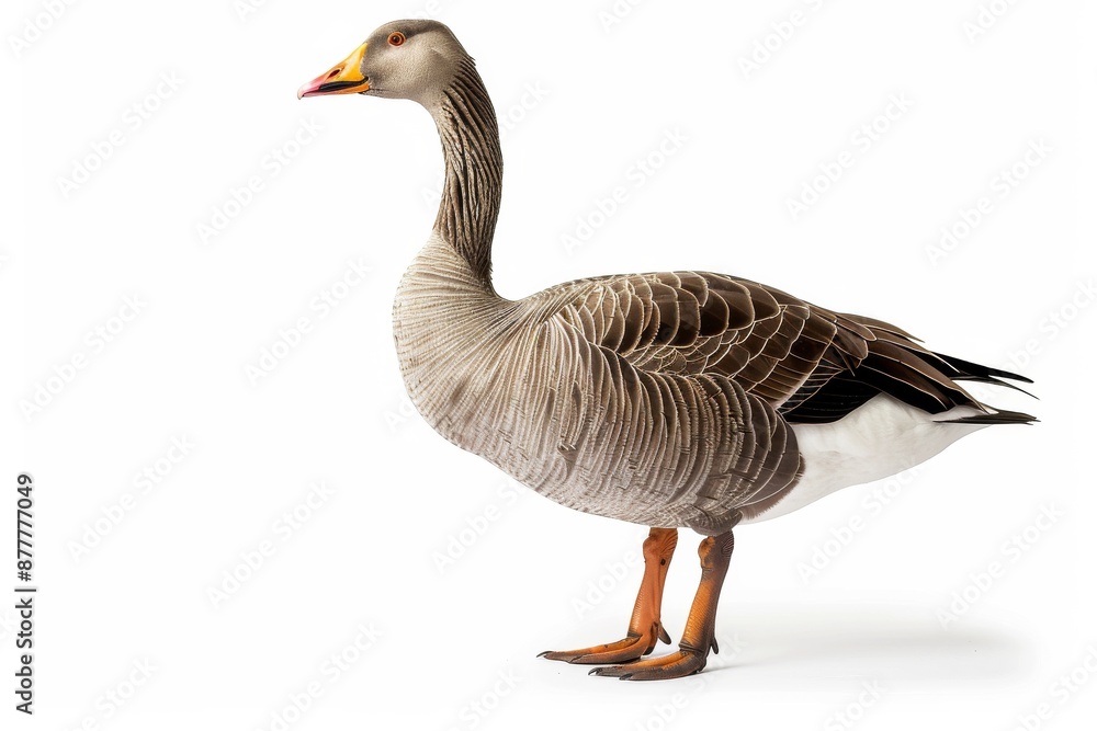 the beside view of a Greylag Goose, left side view, white copy space on right, dutch angle view, isolated on white background the beside view of a Greylag Goose, left side view, white copy space on right, dutch angle view, isolated on white background