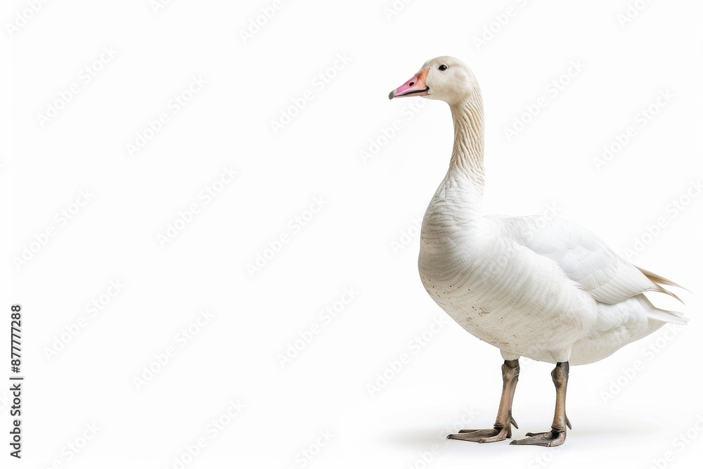 the beside view of a Swan Goose, left side view, white copy space on right, dutch angle view, isolated on white background the beside view of a Swan Goose, left side view, white copy space on right, dutch angle view, isolated on white background