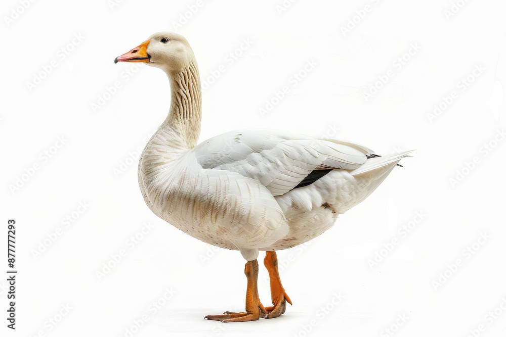 the beside view of a Swan Goose, left side view, white copy space on right, dutch angle view, isolated on white background the beside view of a Swan Goose, left side view, white copy space on right, dutch angle view, isolated on white background