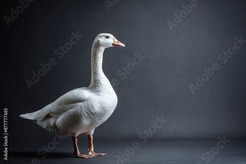 the beside view Ross's Goose, left side view, white copy space on right, isolated on black background photo