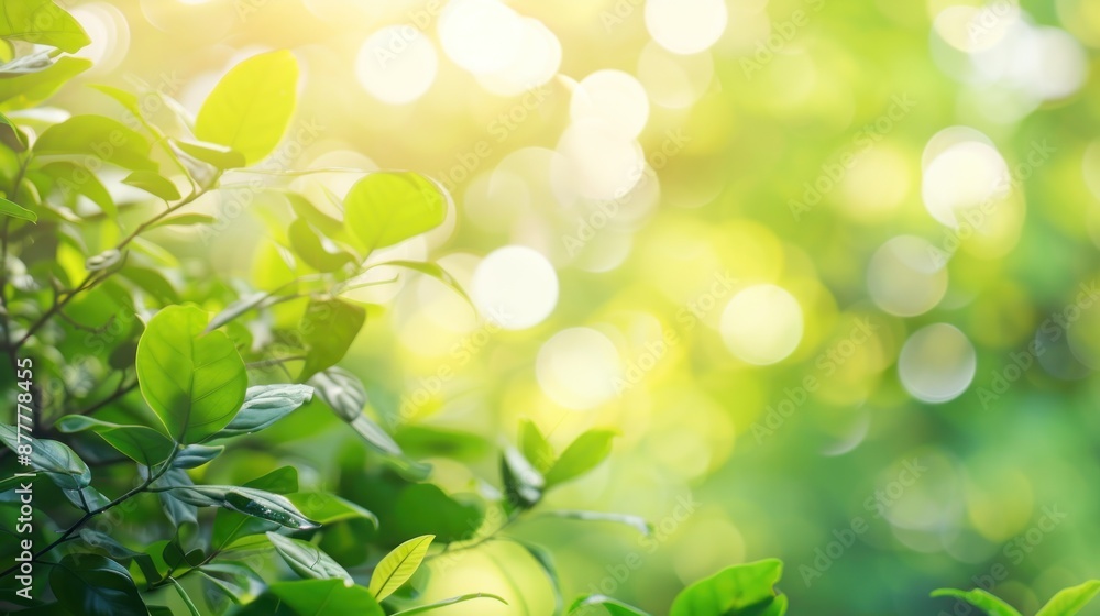 Sunlight Through Green Leaves Sunlight Through Green Leaves