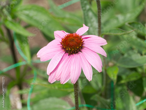 エキナセア Echinacea ムラサキバレンギク 紫馬簾菊