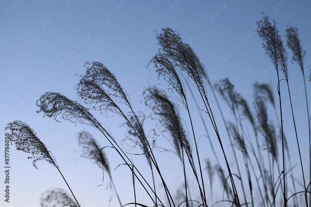 Obraz premium 枯れたススキのシルエット