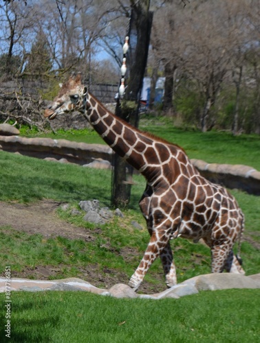 Zoo Animals photo