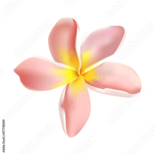 Plumeria tropical flower illustration on a white